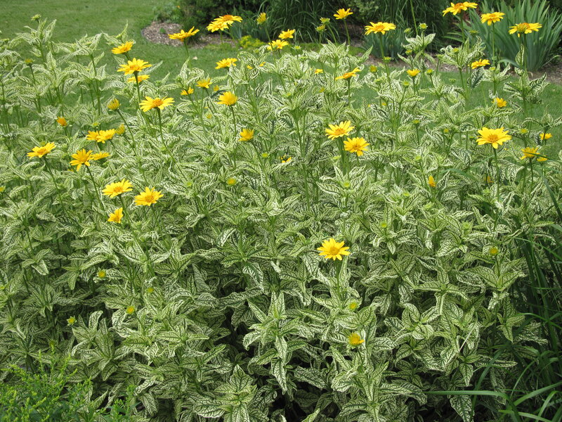 Yellow Flowers with Variegated Leaves