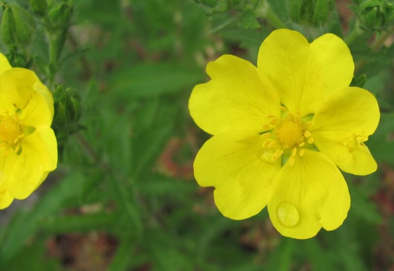 yellow flowers with water droplet