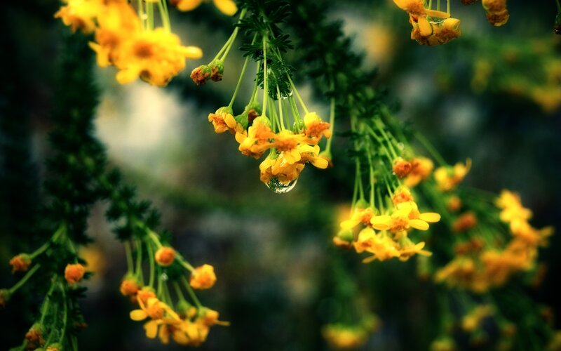 Yellow flowers with water droplet