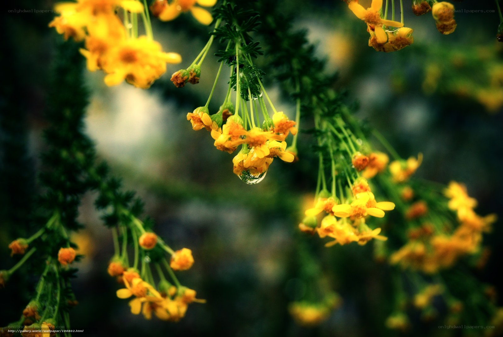 Yellow flowers with water droplet