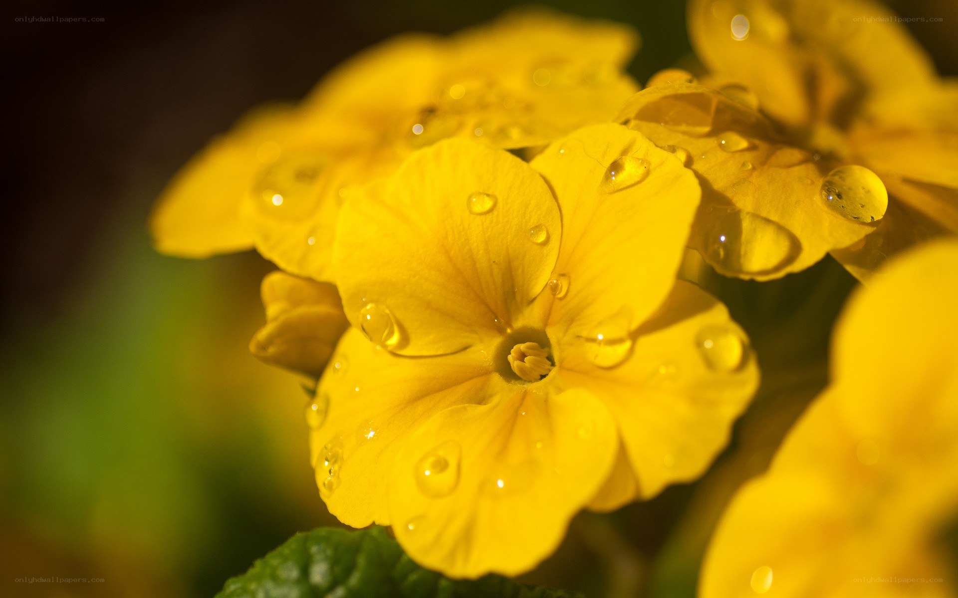 Yellow flowers with water droplets