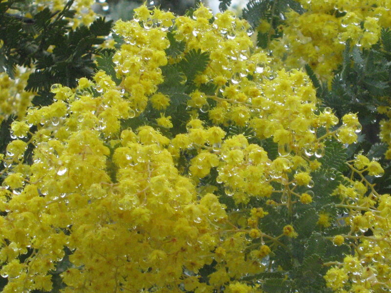Yellow flowers with water droplets