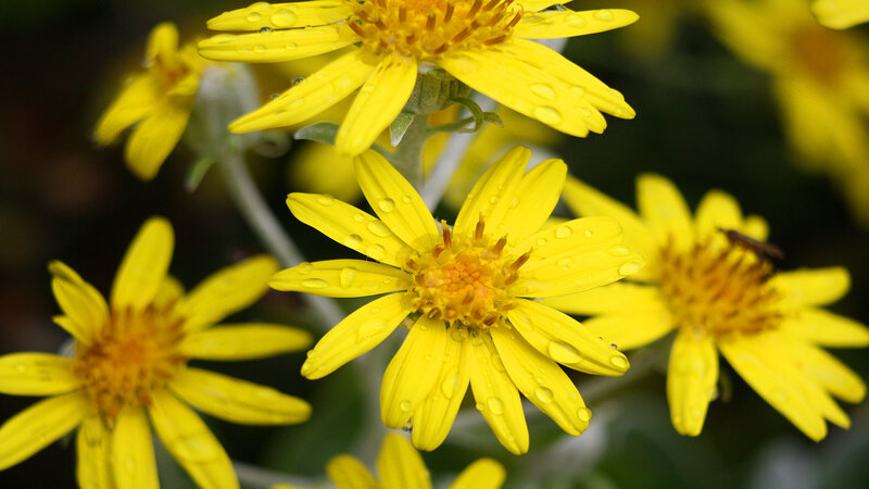 Yellow Flowers with Water Droplets — Calm, Morning