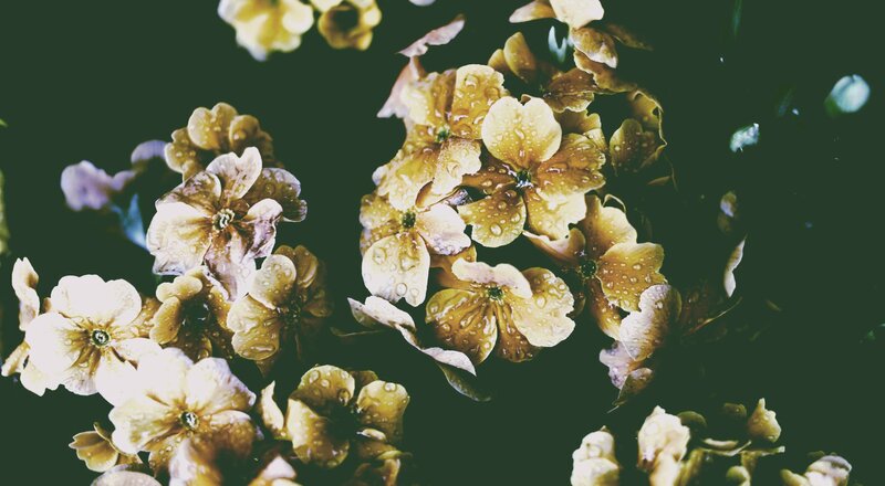 Yellow Flowers with Water Droplets — Calm