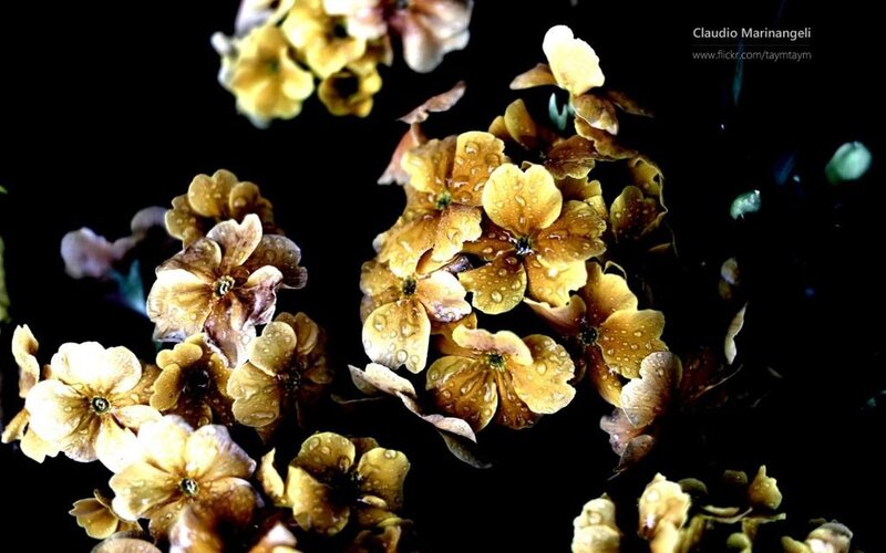 Yellow Flowers with Water Droplets — Dramatic, Photograph
