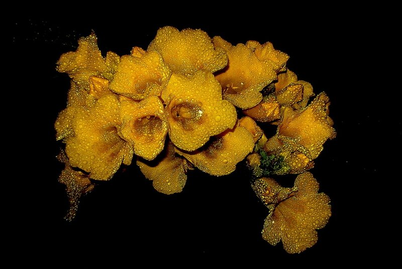 Yellow Flowers with Water Droplets — Dramatic