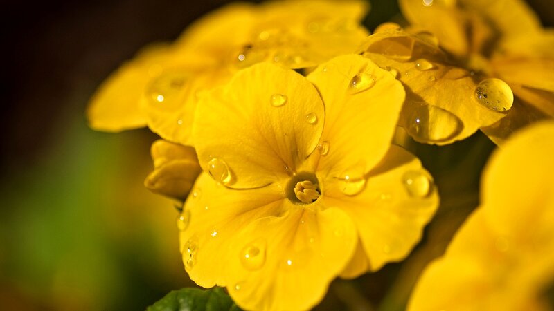 Yellow Flowers with Water Droplets — Serene, Morning, Photograph