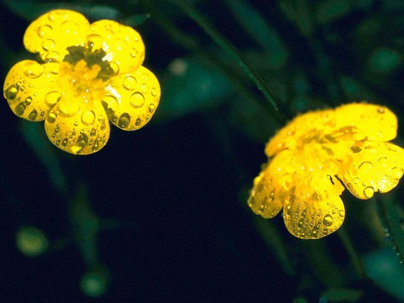 Yellow Flowers with Water Droplets — Serene, Night