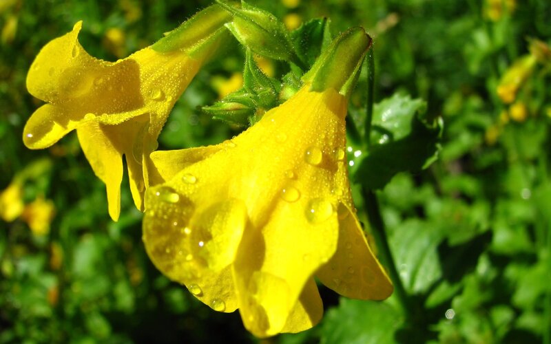 Yellow Flowers with Water Droplets — Serene