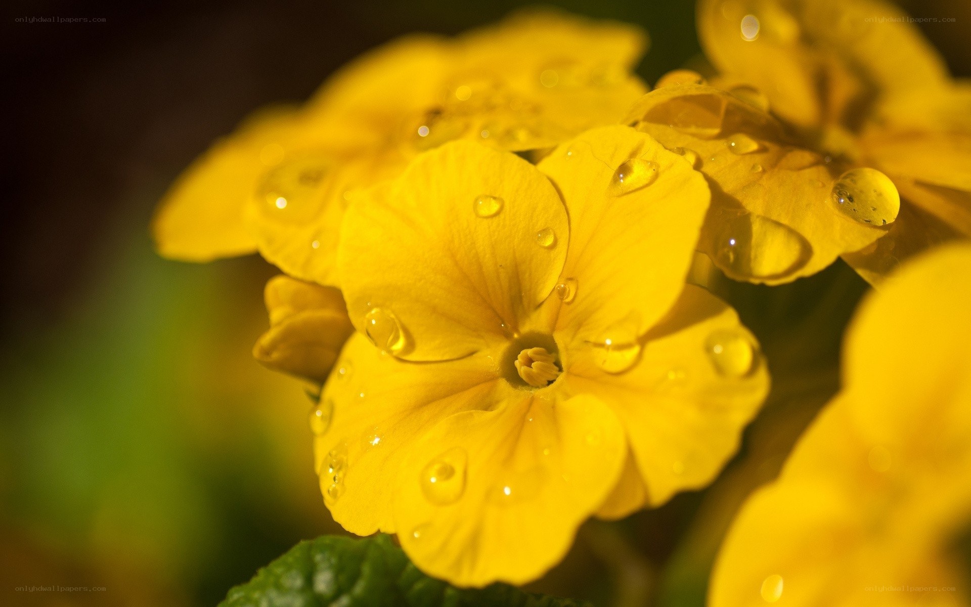 Yellow flowers with water droplets