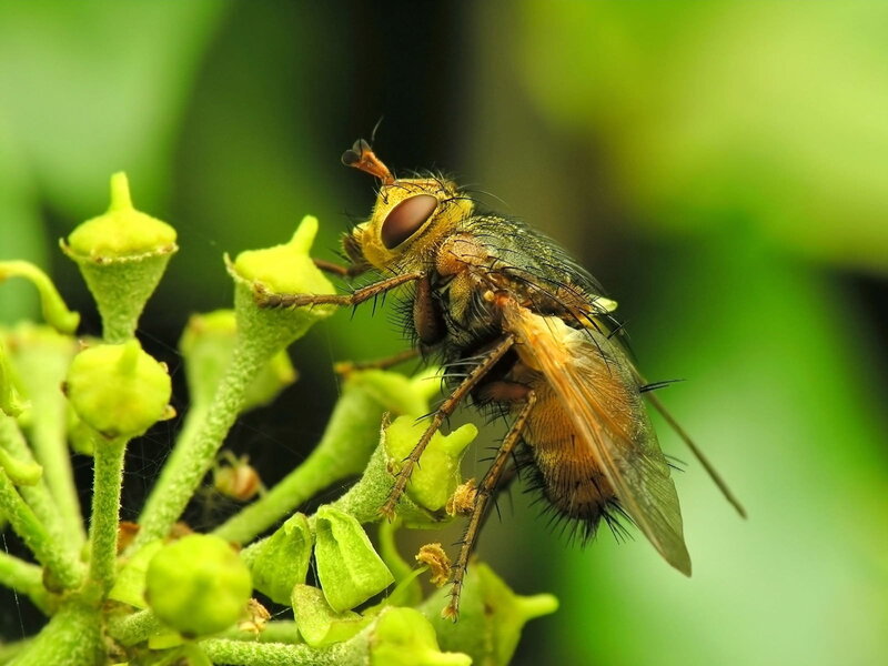 Yellow Fly on Green Buds