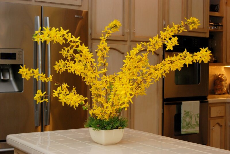 Yellow Forsythia Branches