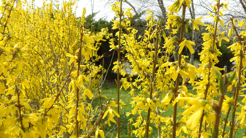Yellow Forsythia Bush — Bright