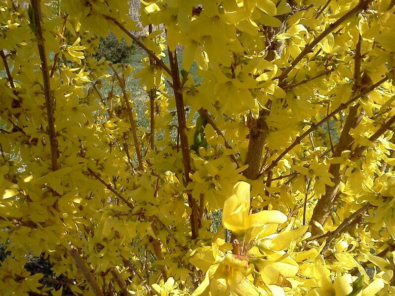 Yellow Forsythia Bush