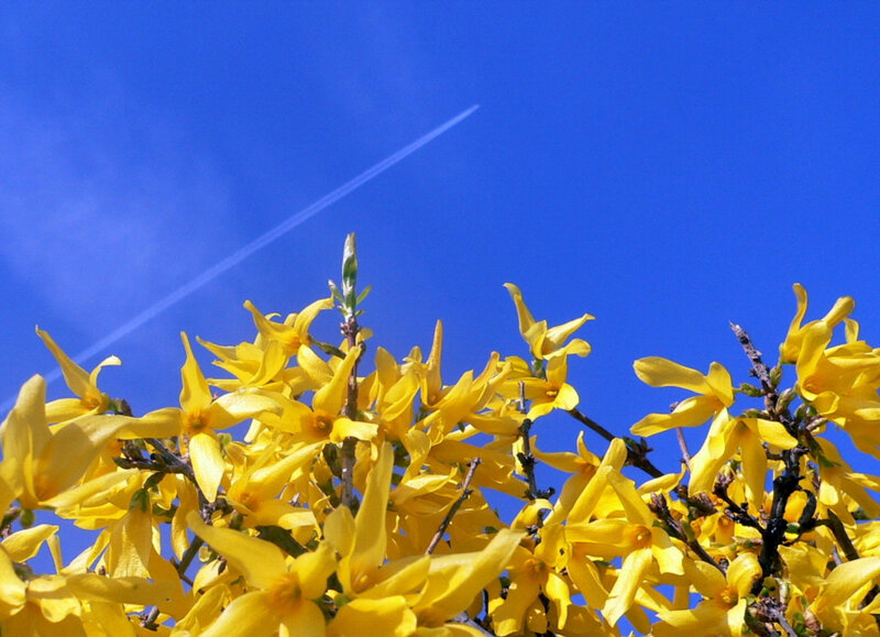 Yellow Forsythia Flowers — Bright, Spring, Photograph, Blue Sky