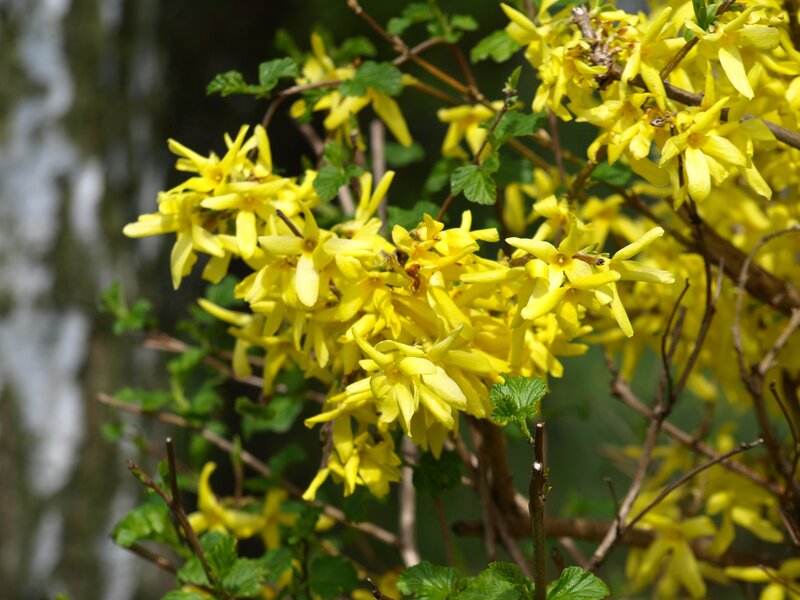 Yellow Forsythia Flowers — Bright, Spring, Photograph, Branches, Leaves