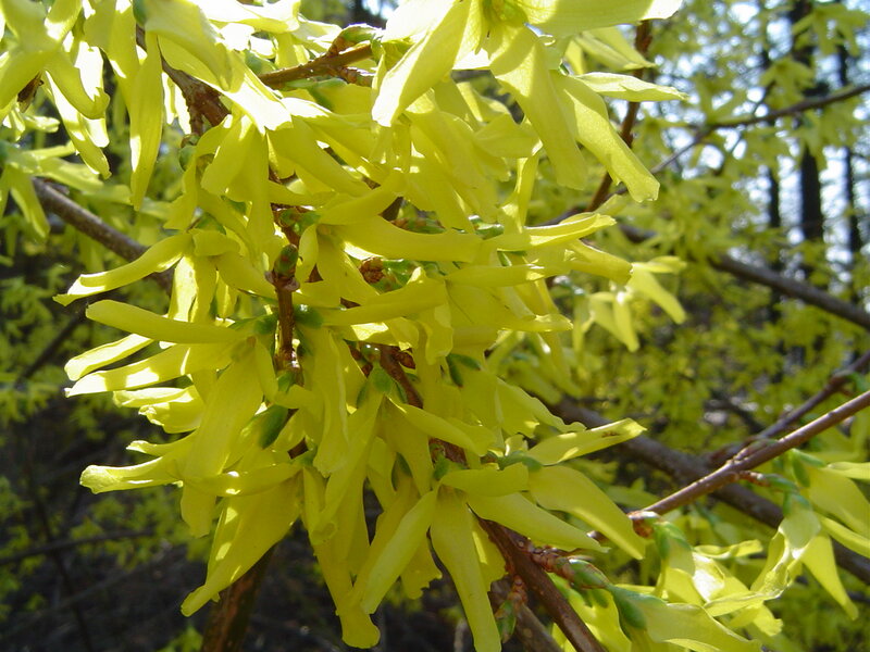 Yellow Forsythia Flowers — Bright, Spring, Photograph, Branches, Sunlight