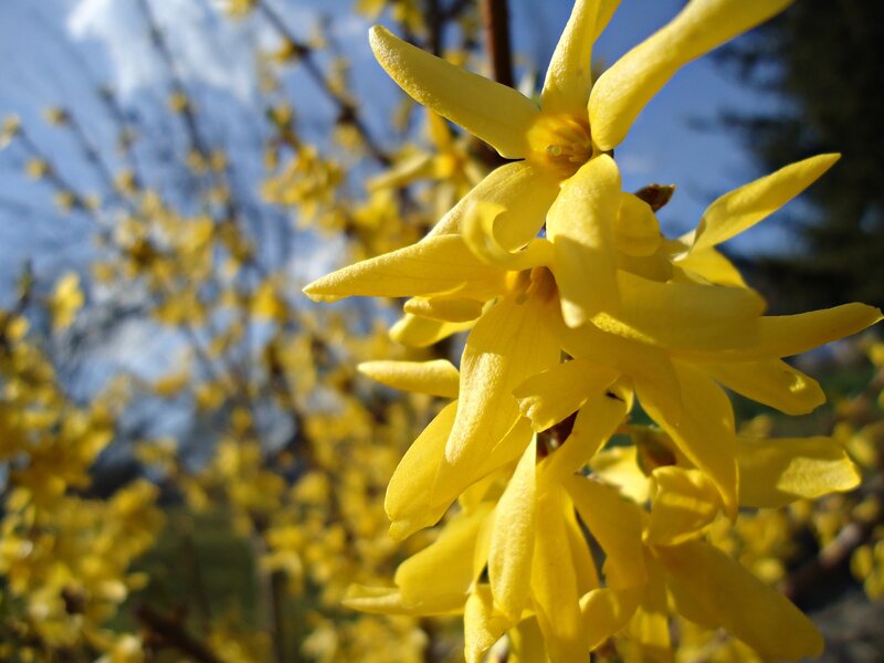 Yellow Forsythia Flowers — Bright, Spring, Photograph, Branches