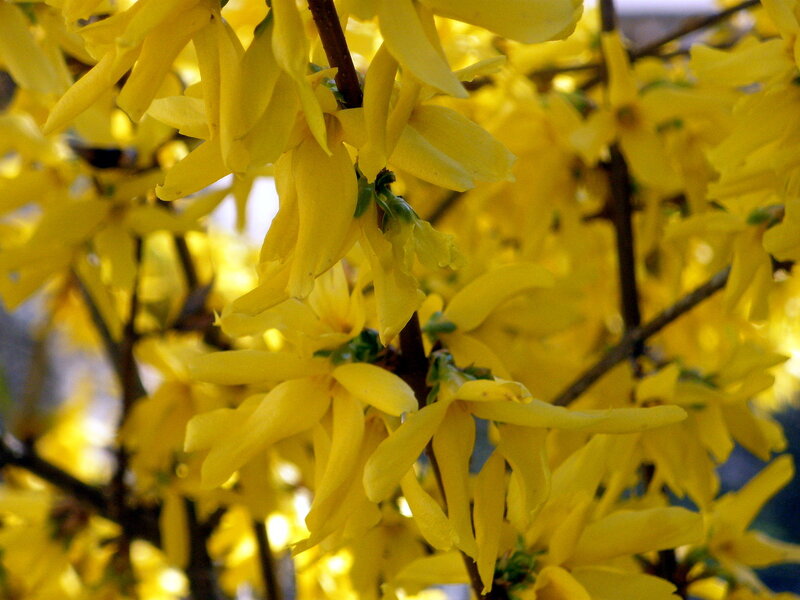 Yellow Forsythia Flowers — Bright, Spring, Photograph