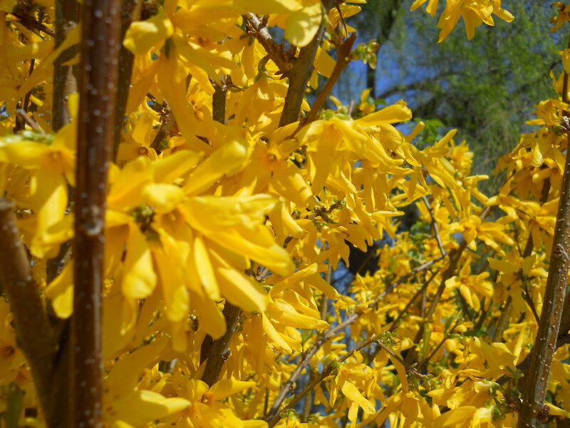 Yellow Forsythia Flowers — Bright, Spring