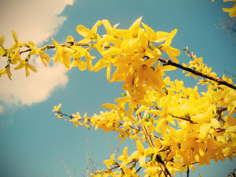 Yellow Forsythia Flowers — Bright