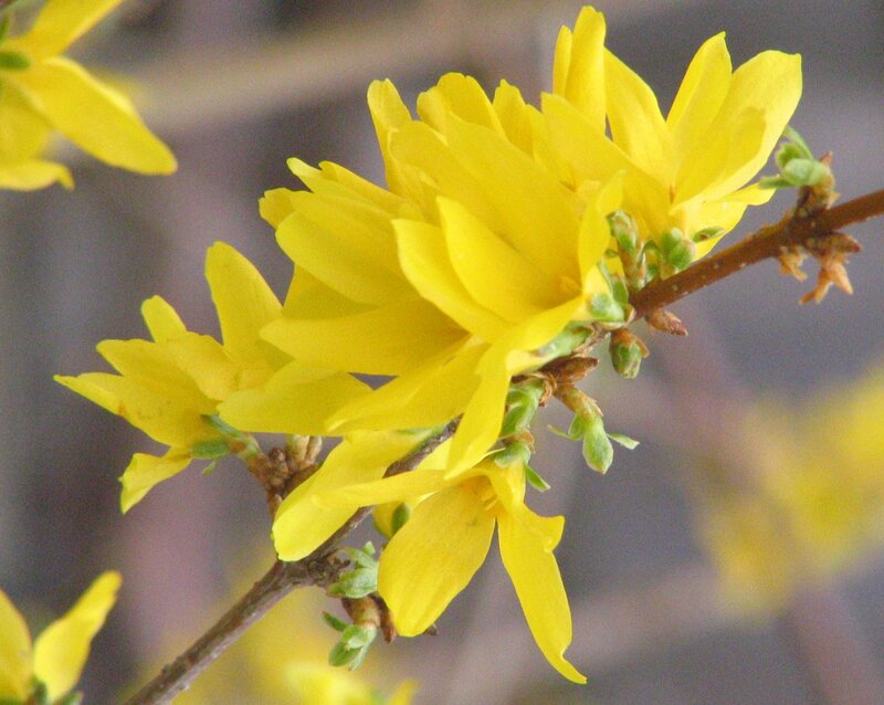 Yellow Forsythia Flowers — Calm, Spring, Photograph