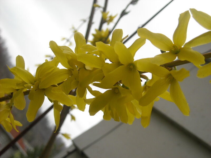 Yellow Forsythia Flowers — Calm, Spring