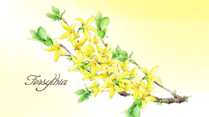 Yellow Forsythia Flowers — Calm