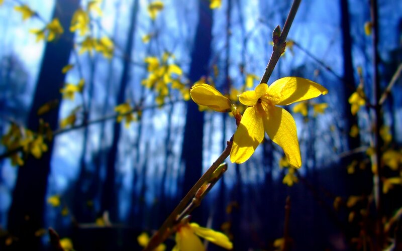 Yellow Forsythia Flowers — Serene, Spring, Photograph, Branches