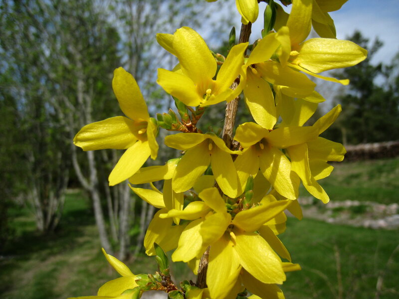 Yellow Forsythia Flowers — Serene, Spring, Photograph