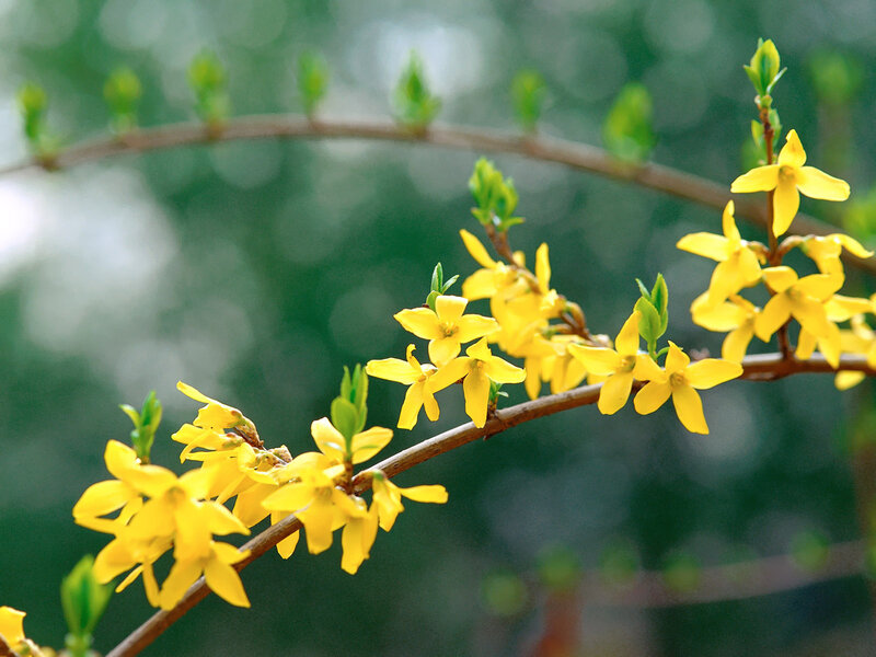 Yellow Forsythia Flowers — Serene, Spring