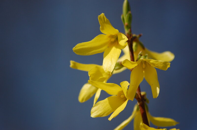 Yellow Forsythia Flowers — Serene