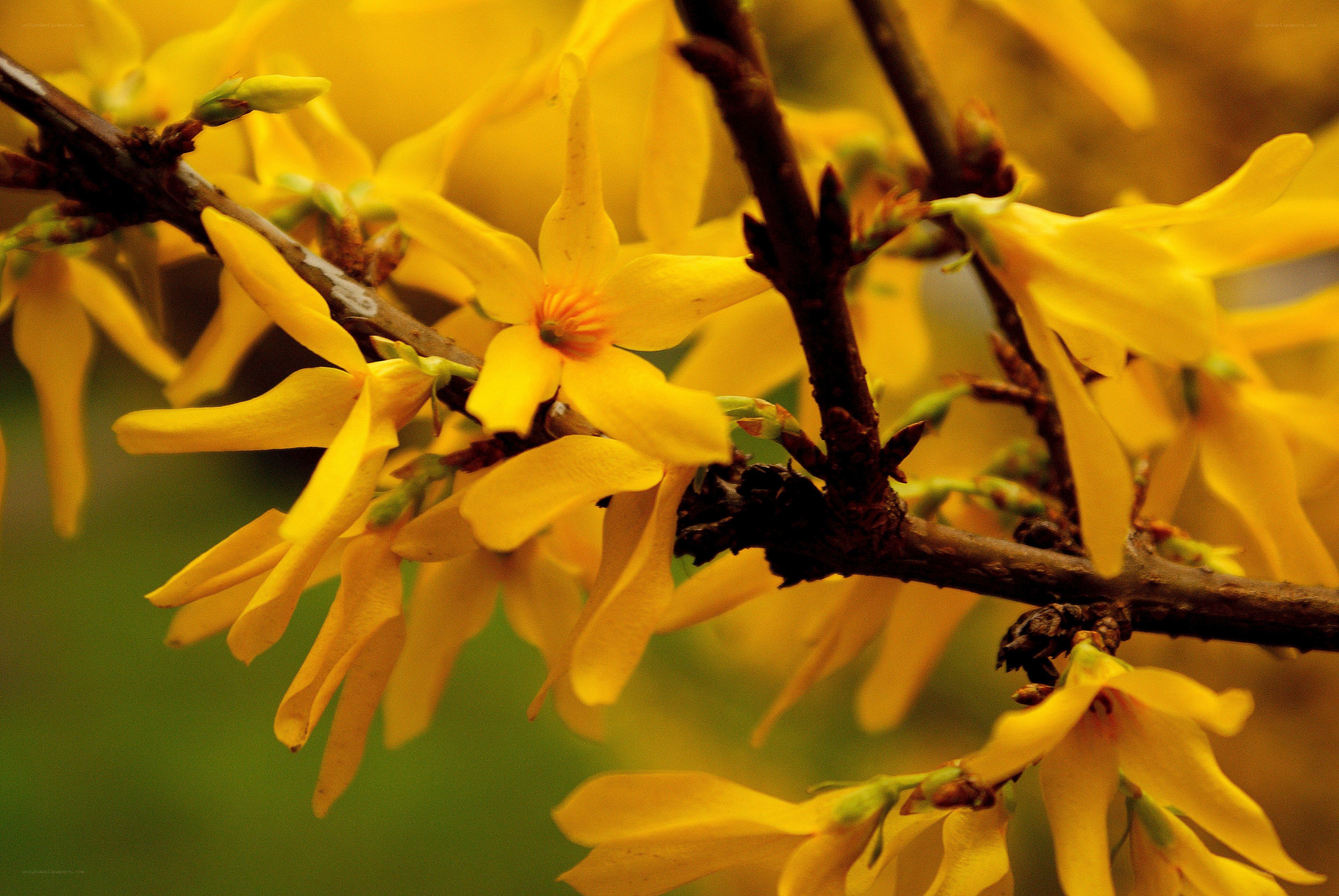 yellow forsythia flowers