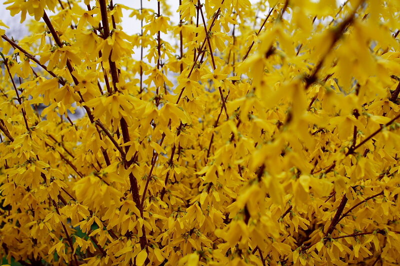 Yellow Forsythia in Bloom