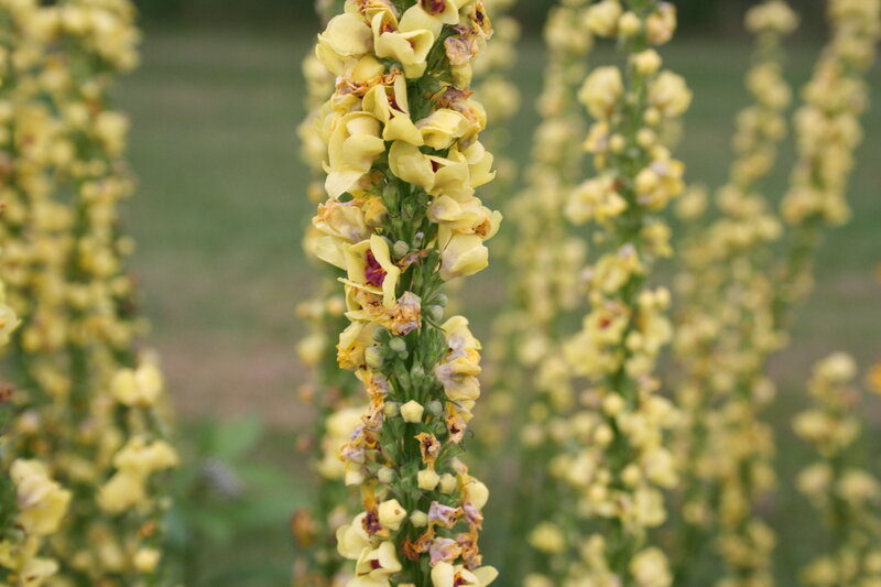 Yellow Foxglove Flowers — Calm