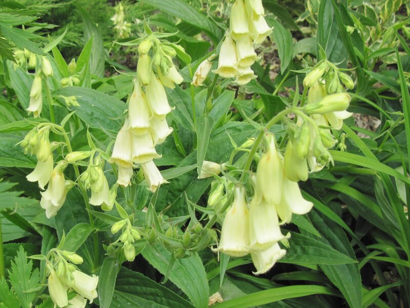 Yellow Foxglove Flowers — Green