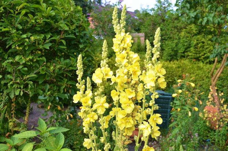 Yellow Foxglove Flowers — Serene