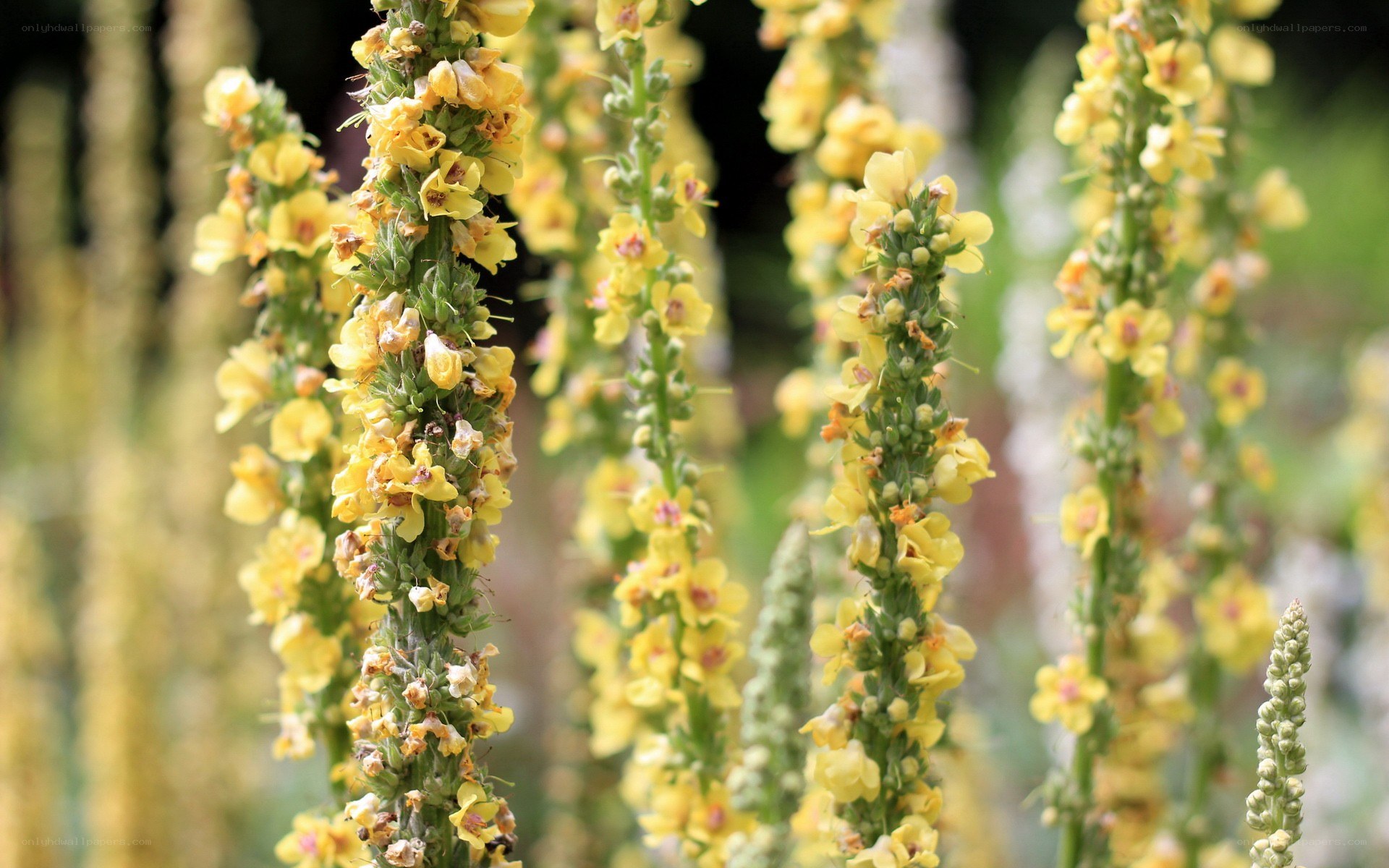 Yellow foxglove flowers