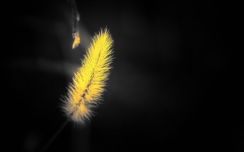 Yellow Foxtail Grass