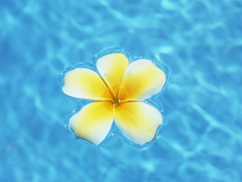 Yellow Frangipani Flower — Blue