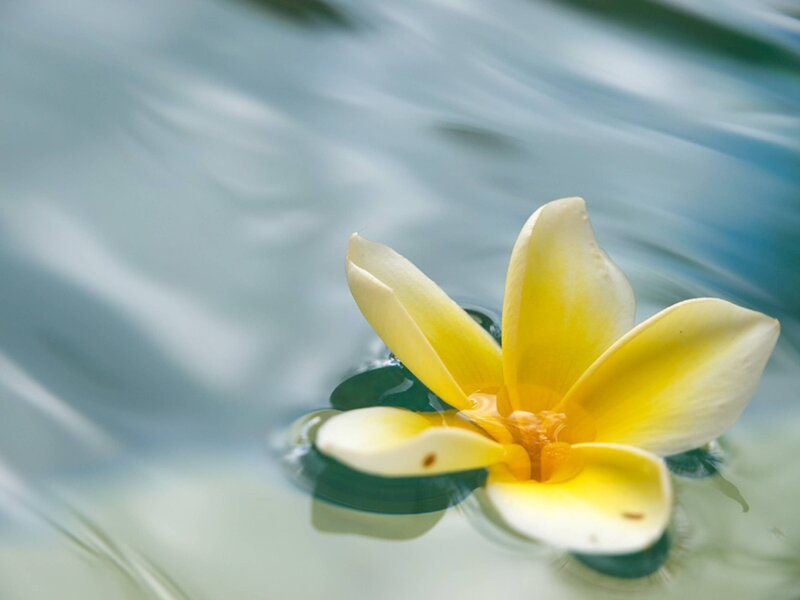 Yellow Frangipani Flower — Serene, Photograph