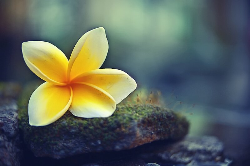 Yellow Frangipani Flower — Serene