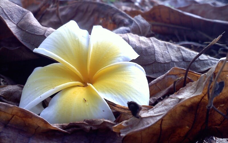 Yellow Frangipani Flower — White