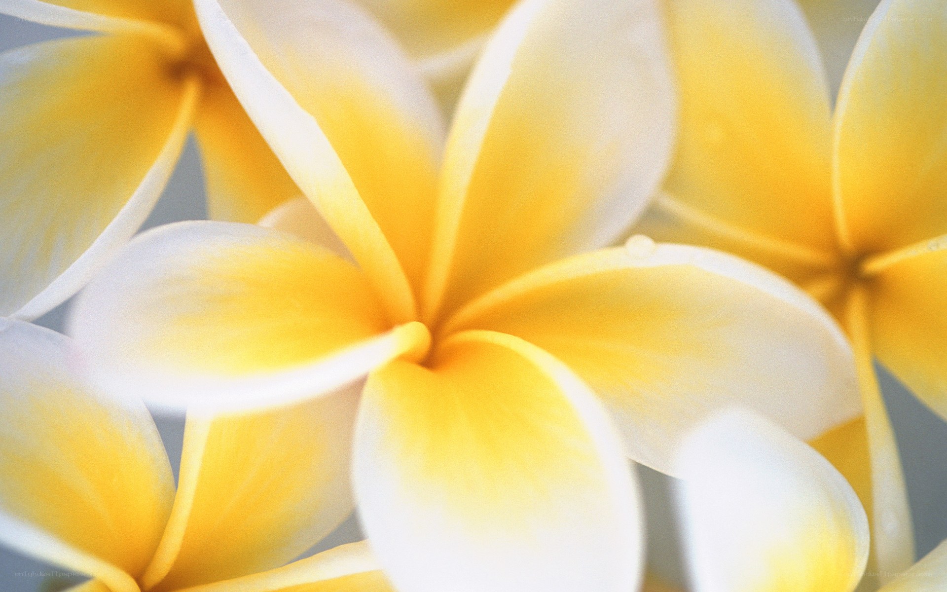 Yellow frangipani flowers