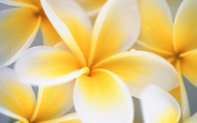 Yellow Frangipani Flowers — Serene, Photograph