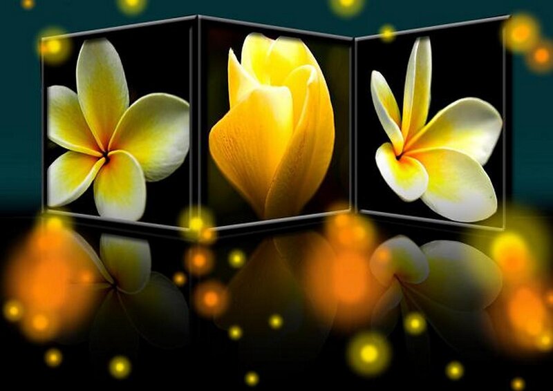 Yellow Frangipani Flowers — Serene