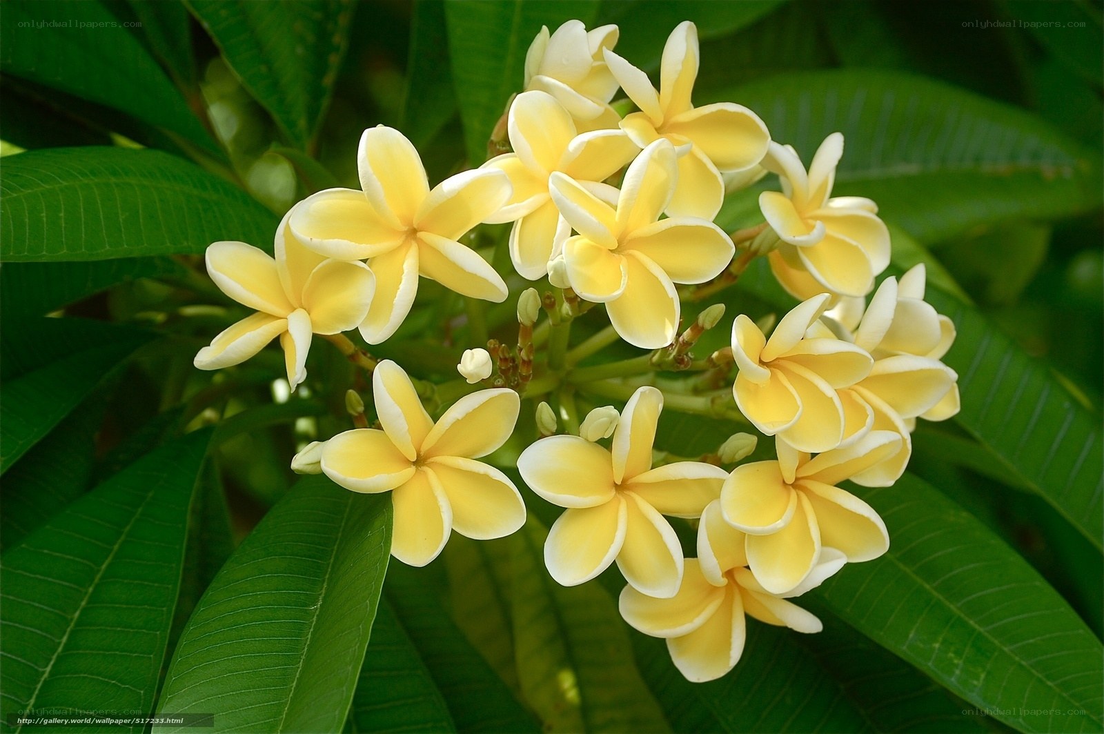 Yellow frangipani flowers