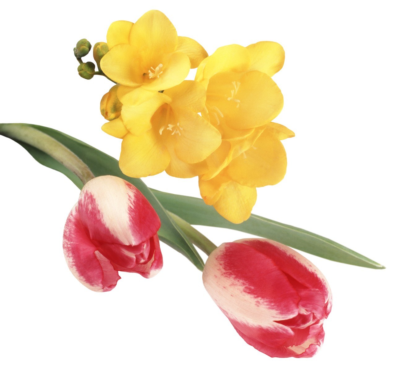 yellow freesia and red tulips