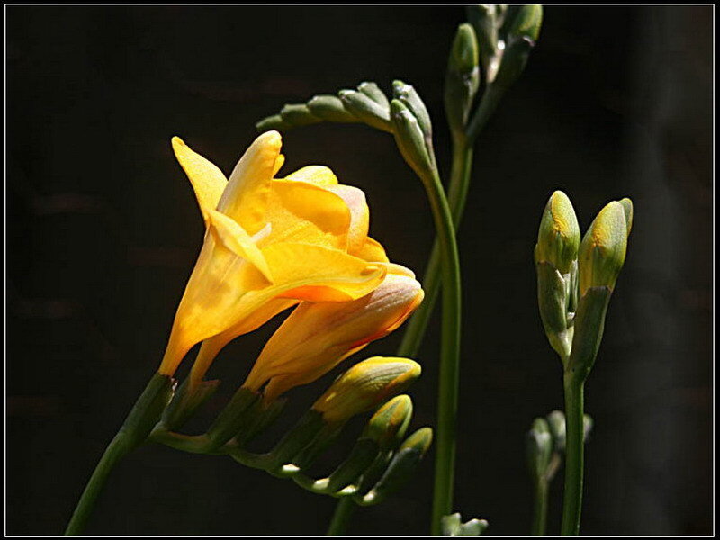 Yellow Freesia Flower