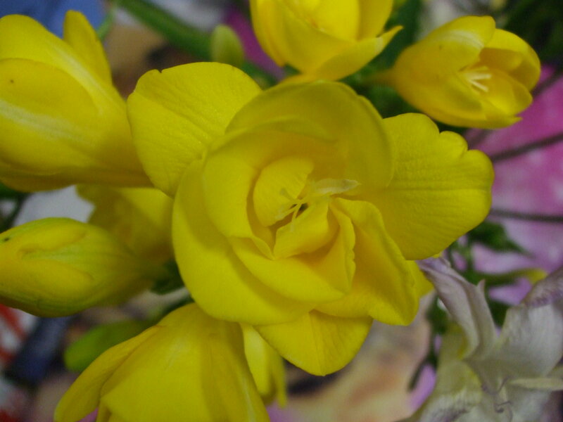 Yellow Freesia Flowers — Calm